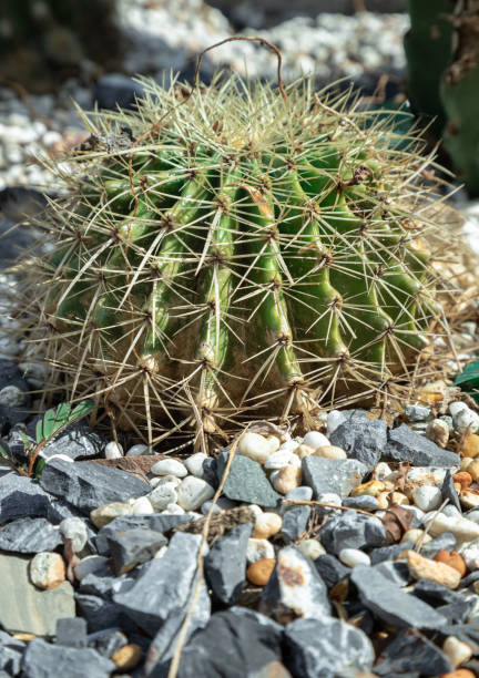 istock View of Golden barrel cactus (Echinocactus grusonii) with sharp white prickles. 2190306425