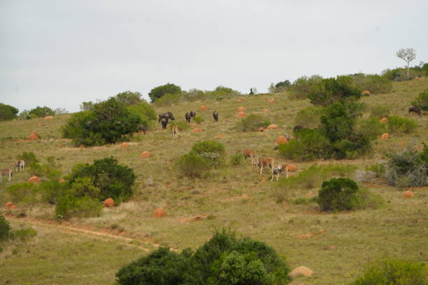Safari Animals on the Hill