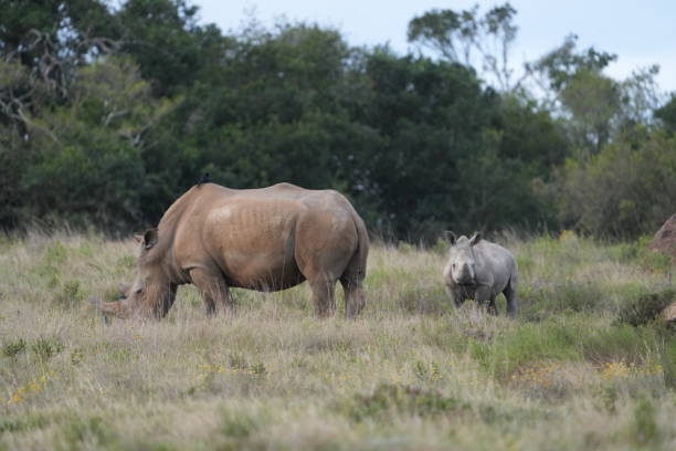 istock Mama and Baby Rhino 2190310870