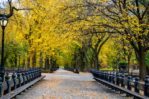istock Central Park Walkway in the early morning 2190311994