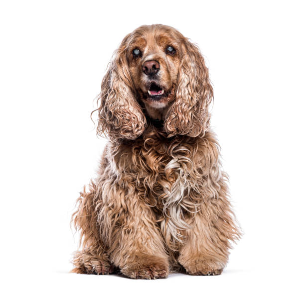 istock Old Senior, greying and blind English Cocker Spaniel sitting, isolated on white 2190312380