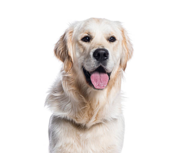 istock Golden retriever sitting on white background and panting 2190312381