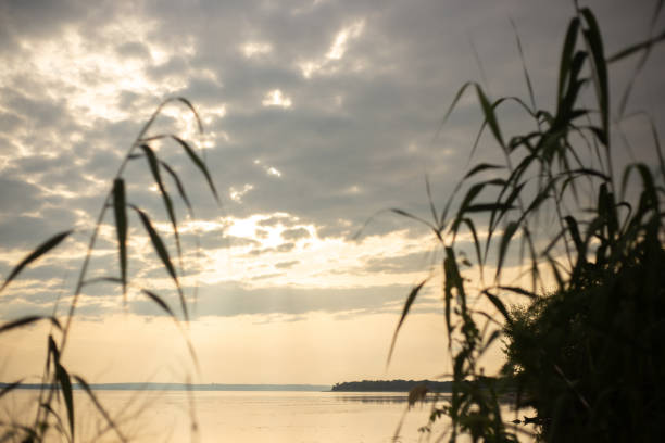 tree is on the bank of a lake