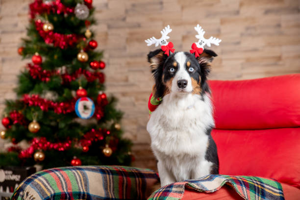 istock Cute Christmas moments with pets at home 2190314806
