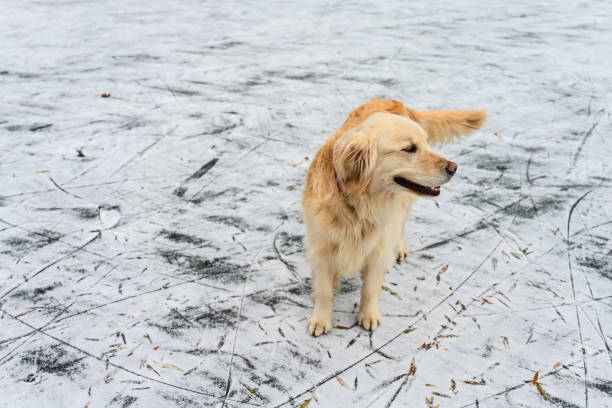 Golden Retriever on Pond Hockey Rink