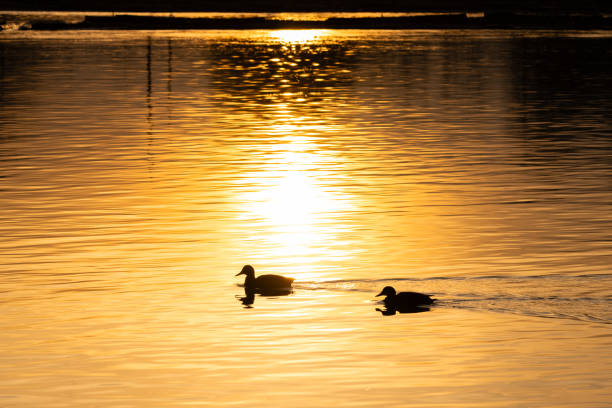 Golden Sunset with Ducks Swimming Across Serene Lake Waters