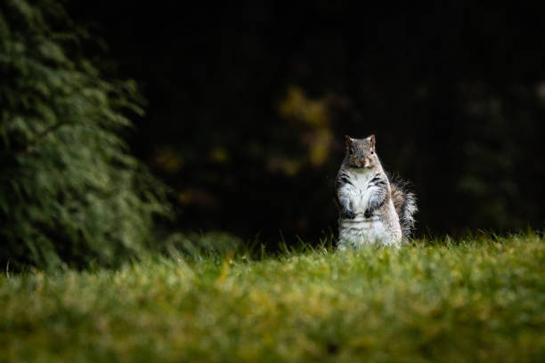 A lively squirrel standing alert on a grassy patch with a natural forest background, evoking a sense of wildlife and tranquility in nature