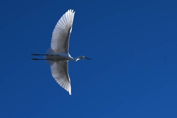 istock A flock of egrets playing on a telegraph pole. 2190317582