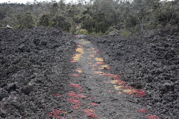 The Pu'u Oo volcano trail is located on saddle road on Big Island, Hawaii.  The trail in on a rough lava bed that is occasionally lined with Pink Knotweed, small red clover flowers.  The trail demonstrates a unique lava environment  seen in few other places.