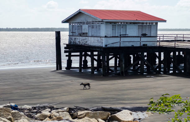 Skeldon, Guyana - Building on a Boardwalk on the Corentyne River with a Wild Dog walking when the Tide is out