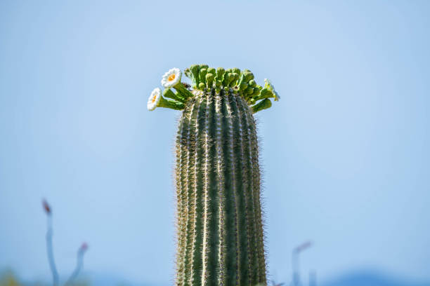 A greeny, spiny plants blooming along the trail of the preserve park