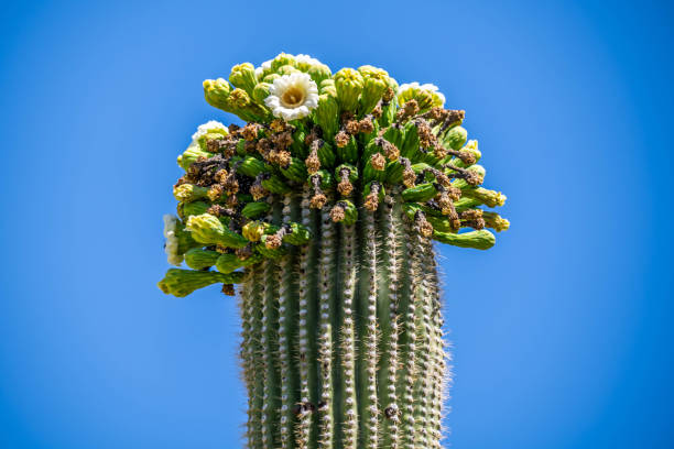istock A flowering cactus in Tucson, Arizona 2190320909