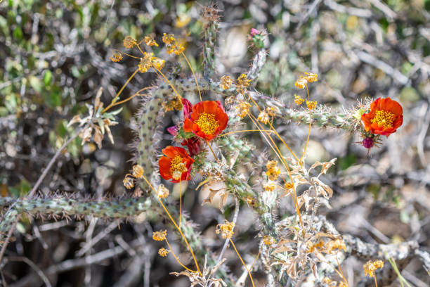 Prickly Pear Cactus in Bloom with Yellow Flowers - Closeup nature detail of cacti growing close to the ground bathed in warm golden hour sunset light.