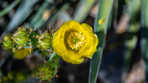 istock A flowering cactus in Tucson, Arizona 2190320933