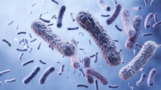 istock microscopic of bacteria cells, Lactic acid bacteria. Probiotic bacterium, 3d rendering. 2190321133