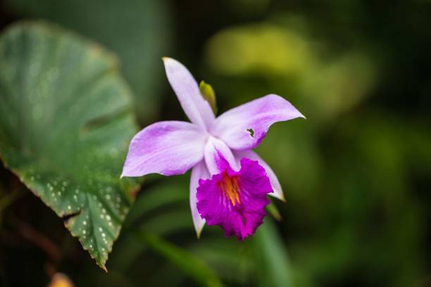Delicate Pink Orchid Blooms in Lush Greenery