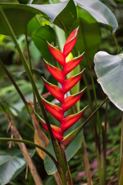 istock Vibrant Red Heliconia Flower in a Tropical Rainforest 2190324519