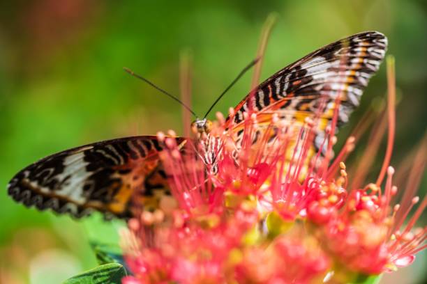 istock Cethosia Butterfly Resting around the Flowers 2190324629
