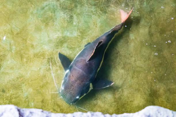 istock Redtail Catfish Swimming in Murky Water 2190324771