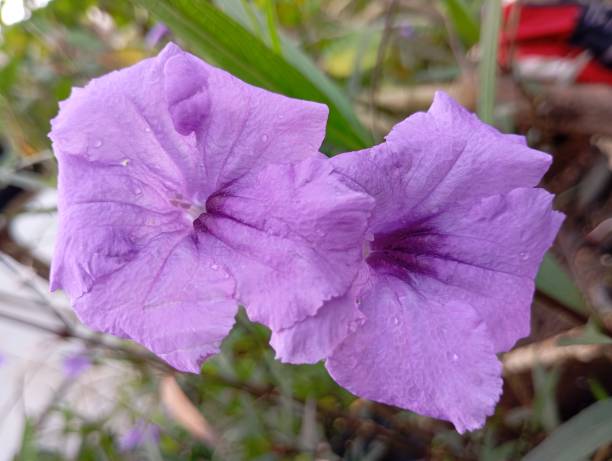 istock Minnieroot blooms in beautiful colors. 2190325033