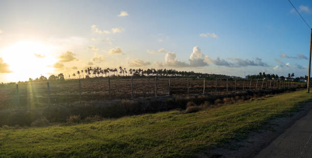 istock Berbice, Guyana - Farmland with Palm Trees in the Background 2190326321