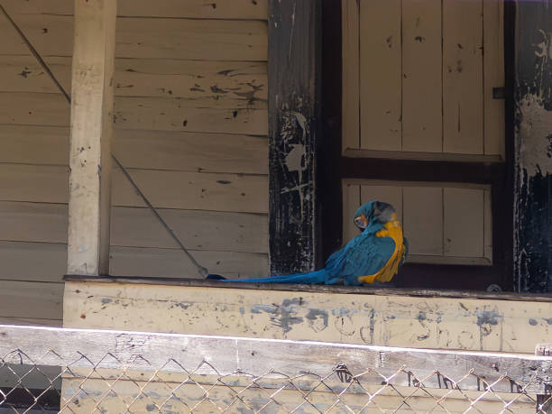 Blue and Gold Macaw sitting on a Porch