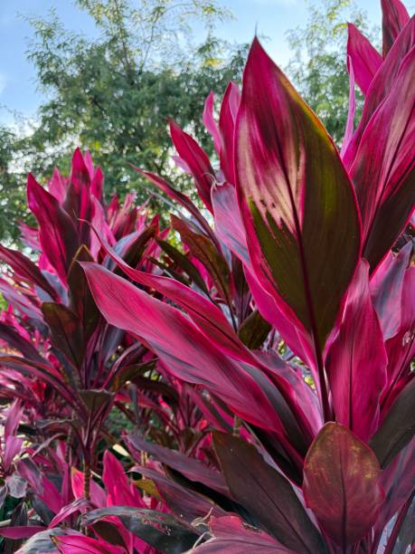 istock Crimson Cordyline Leaves 2190327143
