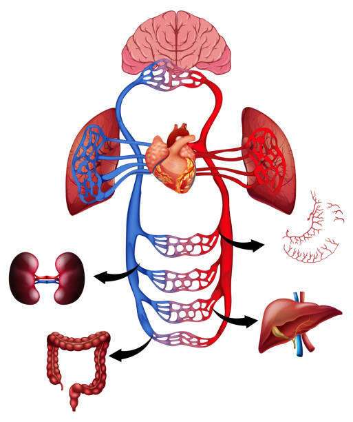 istock Illustration of heart, brain, and major organs 2190327236