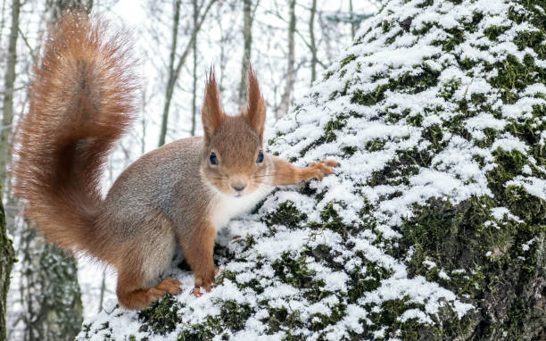 istock funny red squirrel sits on a snow-covered tree trunk and looks in a camera. 2190331251