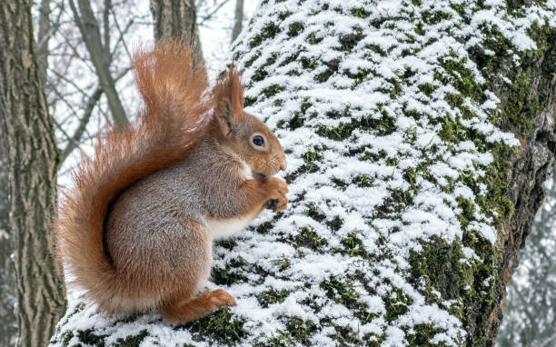 istock red squirrel sits on snowy tree trunk in winter park and eats nut. 2190331260