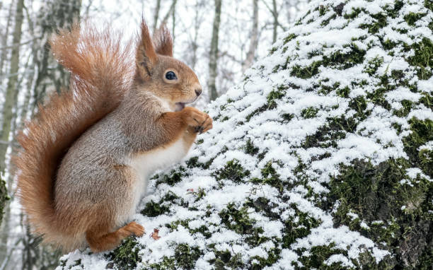 istock red squirrel sits on a snow-covered tree trunk in the winter wood and holds a nut. 2190331273