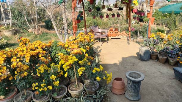 istock beautiful flowers nursery in punjab closeup 2190333173