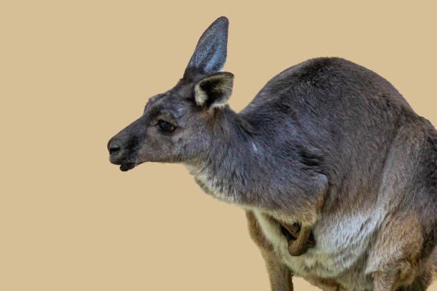 istock Funny kangaroo looking confused, shocked, or surprised 2190333752