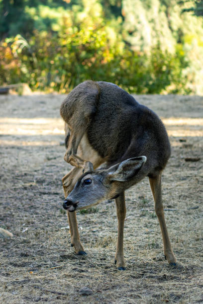 A cute fawn itching his ears with his hind leg, baby deer balancing as he scratches and itch on his head