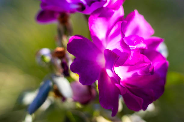 A brilliant purple rose bursting open in springtime, beautiful purple flowers in the garden, backlit petals in the sunshine