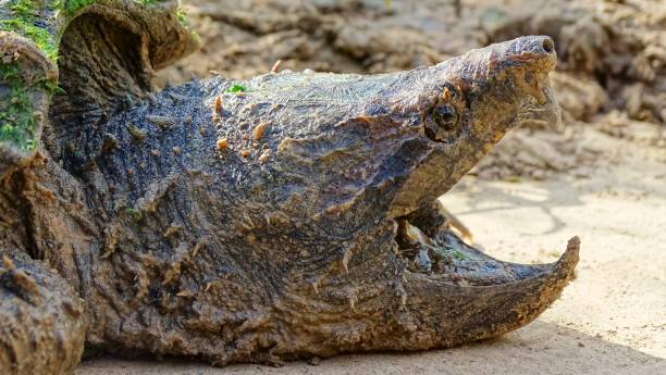 Alligator snapping turtle face closeup, Macrochelys temminckii. Family: Chelydridae. Native to freshwater habitats in the United States. Heaviest freshwater turtles in the world. USA