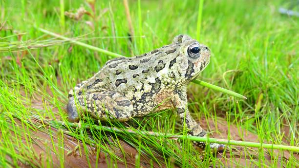 Free picture: fowlers, toad, frog