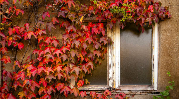 istock Weathered wooden window frame with red leaves 2190334264