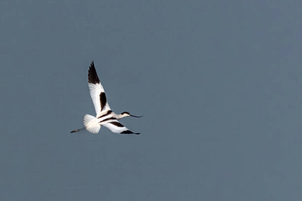 The pied avocet is a large black and white wader in the avocet and stilt family, Recurvirostridae. They breed in temperate Europe and across the Palearctic to Central Asia then on to the Russian Far East