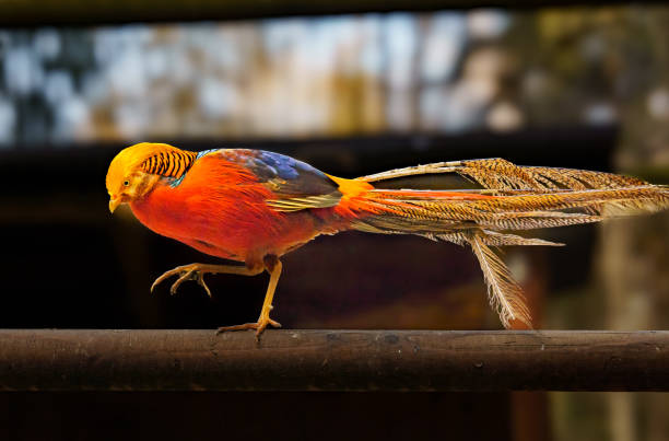 A colourful golden pheasant (Chrysolophus pictus), also known as the Chinese pheasant and rainbow pheasant
