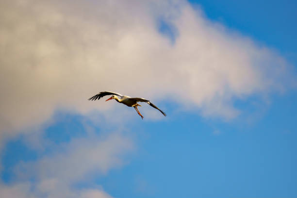 A white stork (Ciconia ciconia) flying in the sky