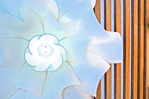 Magnolia flowers background