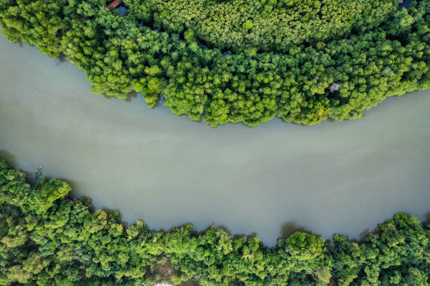 istock An aerial view of a lush mangrove forest with a river. 2190340520