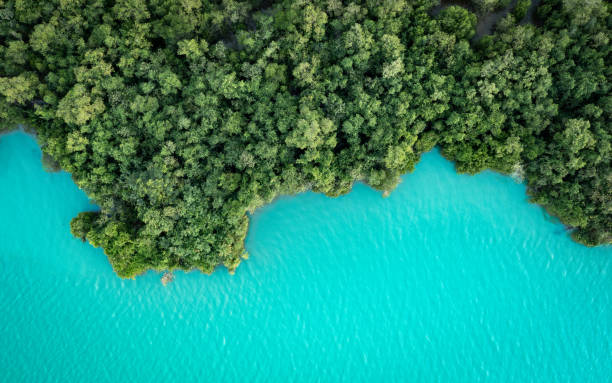 istock An aerial view of a lush mangrove forest with a river. 2190340557