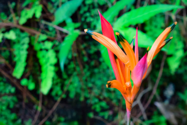 A vibrant, close-up view of an exotic orange and red flower surrounded by lush green foliage, showcasing the beauty of nature in vivid and colorful detail.