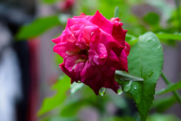 A vibrant red rose surrounded by fresh green leaves with dew droplets