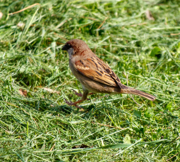 istock A small brown bird is walking through a field of grass 2190342572