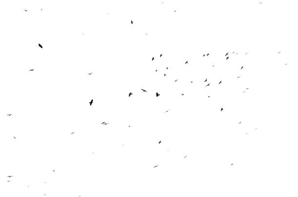 istock A flock of birds flying in the sky 2190342883