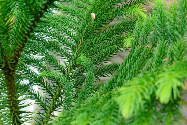 istock Vibrant Green Foliage of Pine Tree with Background Details 2190343479