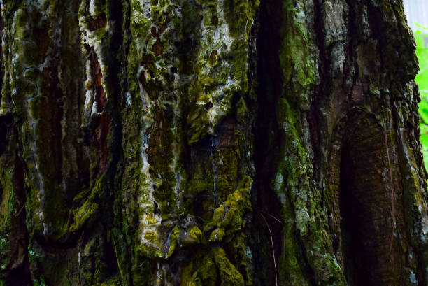 Moss-covered tree bark showcasing intricate textures and natural patterns, capturing the essence of forest beauty, wildlife habitat, and the details of organic growth in a macro perspective.